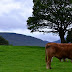 Greener Pastures Pgphoto
