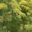 Dill_5.jpg