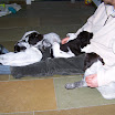 Honden » J-nest GIPPE en HAIKI 2010