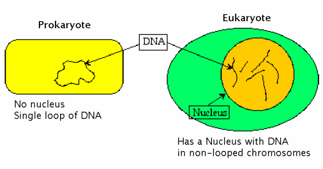 eukaryotes vs prokaryotes