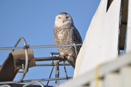 DSC_0097.jpg DSC 0097