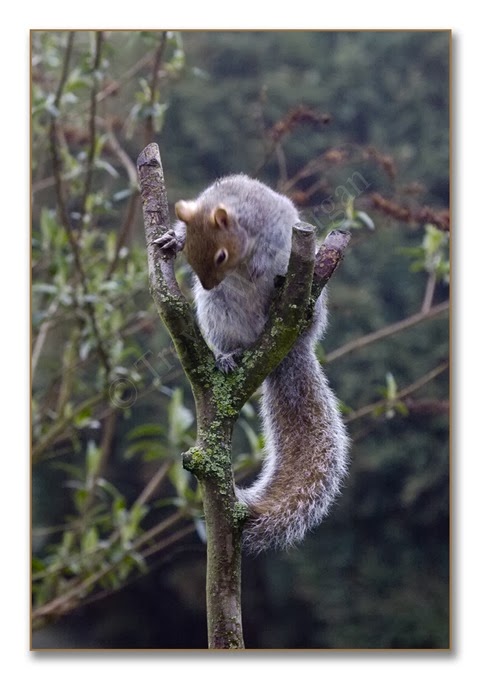 Boss Squirrel 3 Boss Squirrel 3