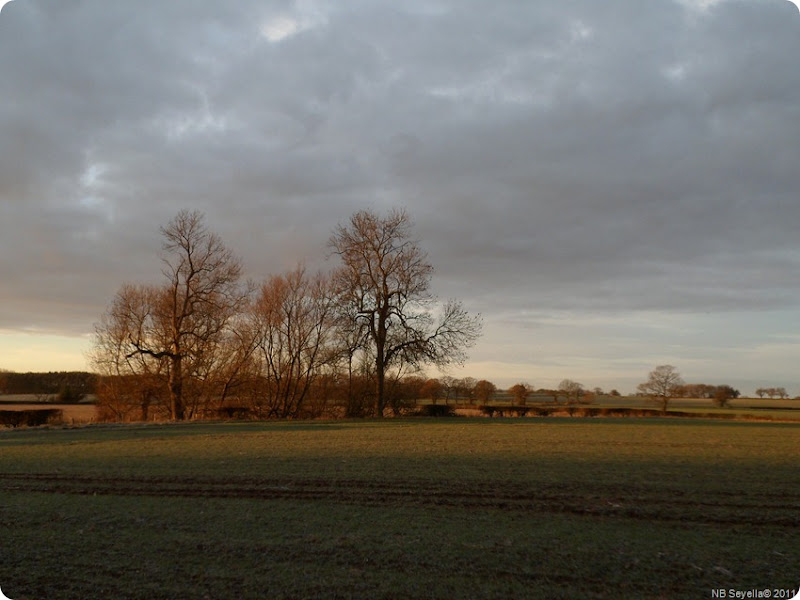SAM_0006 Frosty Fields SAM_0006 Frosty Fields
