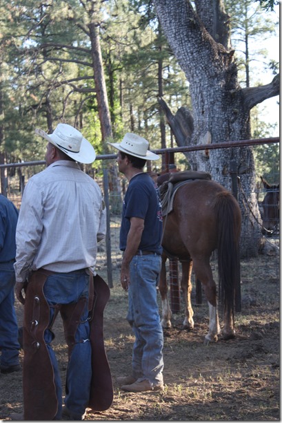 Stray horse 486
