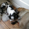puppen 6 weken 007.jpg