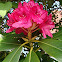 Rhododendron