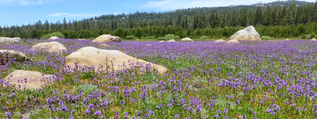 [Lake-Norden-and-Meadow-Penstemon-Cry%255B2%255D.jpg]