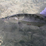bonefish2.jpg bonefish2.jpg