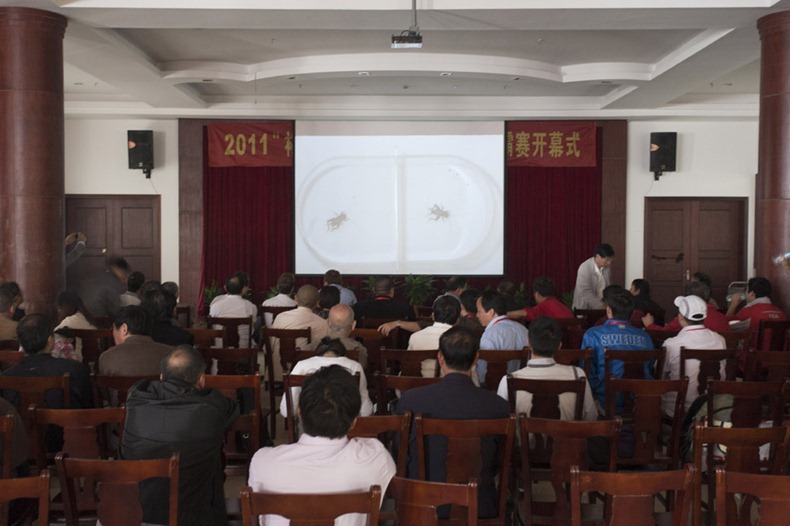 The hall at Xilai ranch where the fights are projected onto a big screen for everyone to see. The "Yu Sheng Cup" Cricket fighting tournament in Chongming Island in luhua village at Xilai Ranch. Held during the National holiday and organised by the Chongming Tourist Department and local Government.  A total of 16 groups participated , the winning group is awarded a certificate and 10,000RMB (1500 USD). Groups came with crickets collected from fields across China including Shandong Province and Hebei Province. 