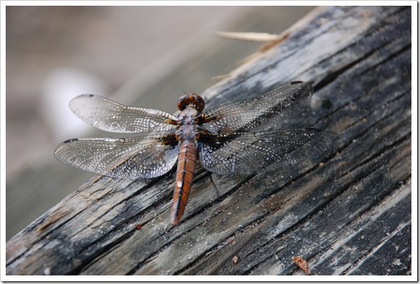 DRAGONFLY WET (5)