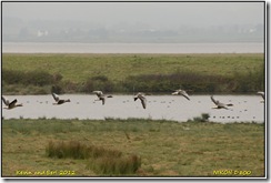 Slimbridge WWT D800  21-10-2012 13-45-016