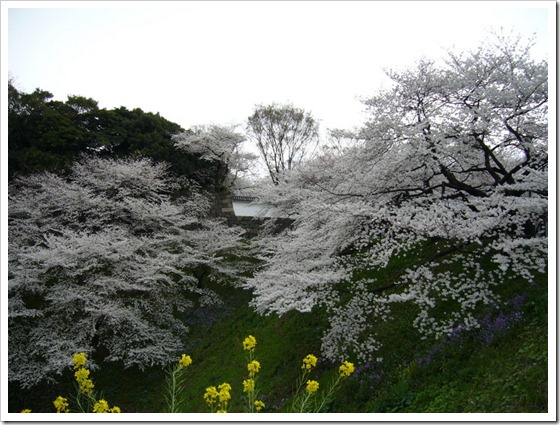 千鳥淵公園1