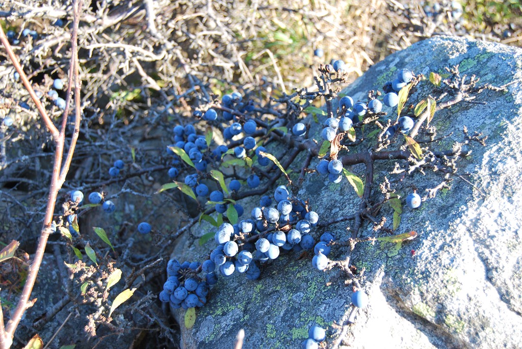[Slper-og-kveder-okt-2011-0284.jpg]