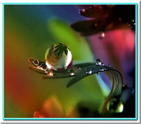 Gota de amor Gota de amor