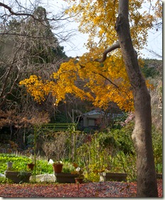 DSC_0350_1 DSC_0350_1