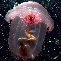 @ 10 curiosidades interessantes que provavelmente você não sabia @ 10 curiosidades interessantes que provavelmente você não sabia
