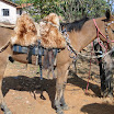 2EncontrodeMuladeiros-434.JPG