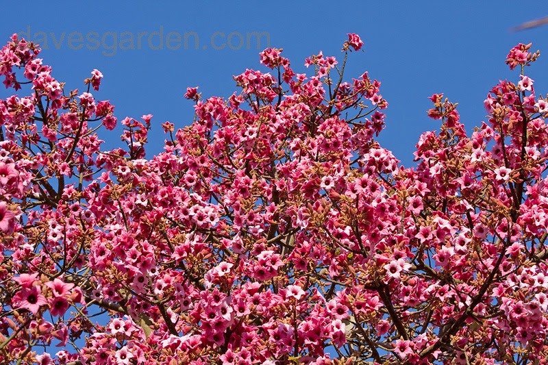 [AAA-Brachichyton-discolor3.jpg]