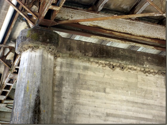 Swallow Nests Under Bridge