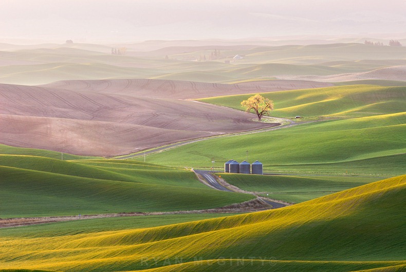 Palouse Mist