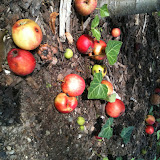  rote Äpfel