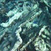  Scuba Dive Buck Island Reef