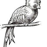 quetzal.jpg