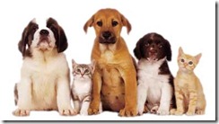 pets pets