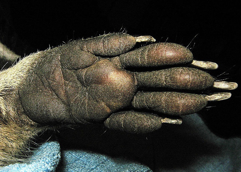 [raccoon%2520paw%255B15%255D.jpg]