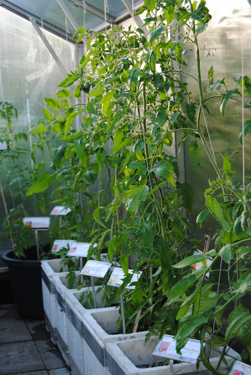 [Botanisk%2520hage%2520og%2520hagen%2520i%2520juni%2520-12%2520020%255B6%255D.jpg]