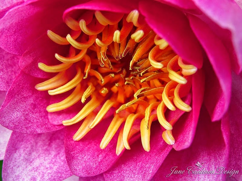 [WaterLily_Close4.jpg]