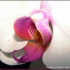 Orchideenfundstücke 2009