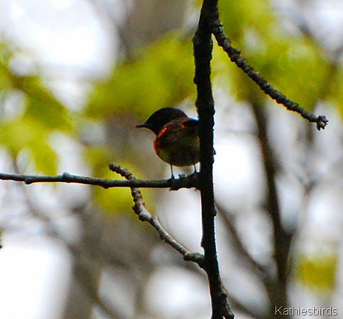 9. American redstart-kab