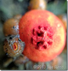 Sue Reno, Calostroma cinnabarinum, macro view 1