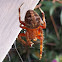 Orb weaver