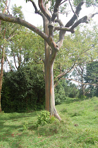 DSC_0894.jpg