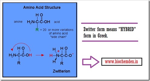 Amino acids - Proteins (Basic Overview) Protein Fundamental molecules are Amino acids