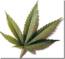 marihuana marihuana