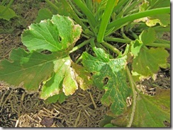 Leaf damage on zucchini