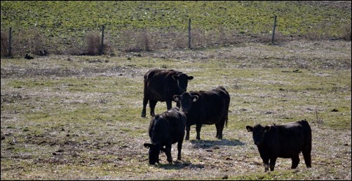 cows on pasture