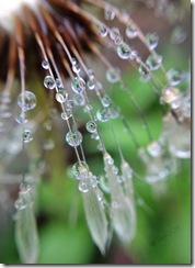 SueReno_BoydBigTreePreserve_DandelionPuffball_1