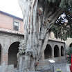 cipresse sanfrancesco-verucchio-06-12-2012-00002.jpg