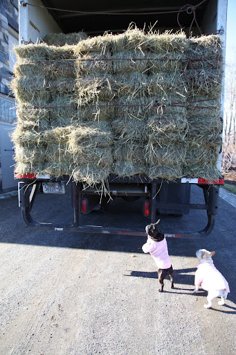 Let's inspect it, Sharkey.  It looks like fine quality hay - very clean and neatly baled.  Let's go back up to the hay loft.9