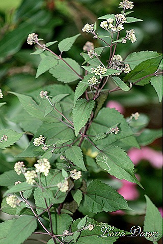 [Eupatorium_rugosum_Chocolate_WhiteSnakeroot%255B7%255D.jpg]