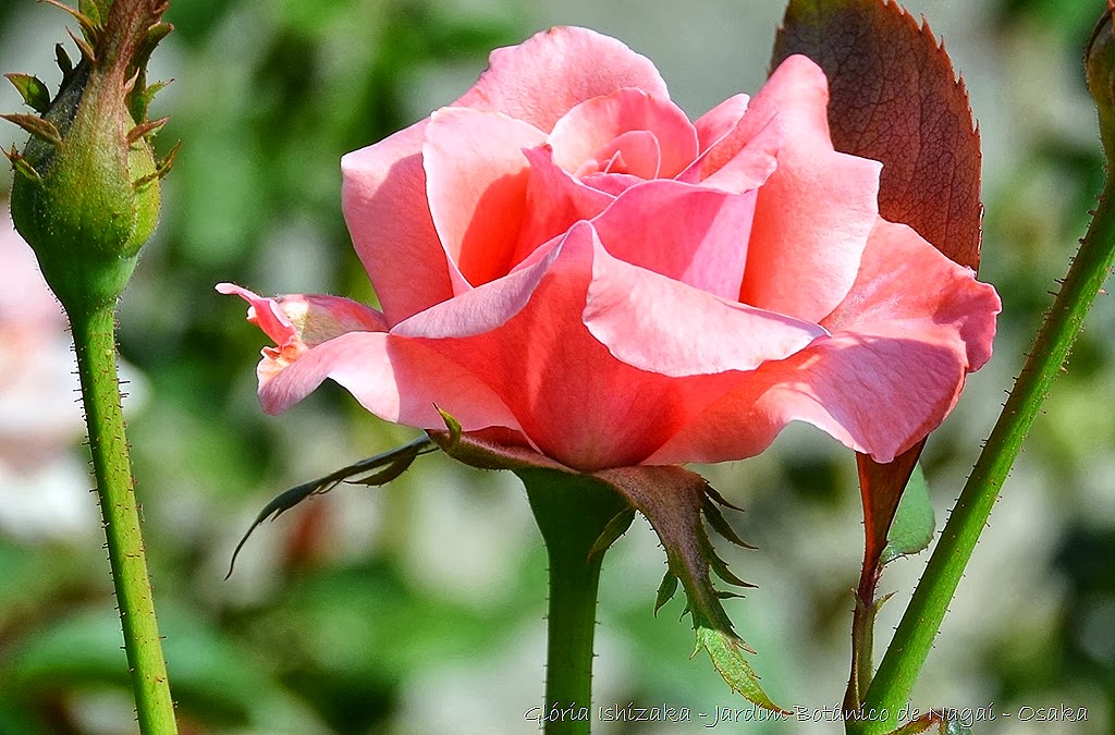 [11%2520%2520%2520-%2520Gl%25C3%25B3ria%2520Ishizaka%2520-%2520Rosas%2520do%2520Jardim%2520Bot%25C3%25A2nico%2520Nagai%2520-%2520Osaka%255B8%255D.jpg]