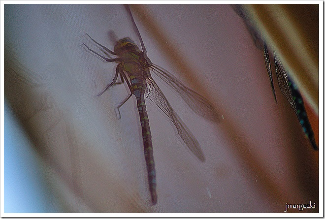 DSC_7375 DSC_7375