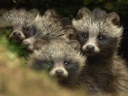 [Amazing%2520Animal%2520Pictures%2520Racoon%2520Dog%2520%25285%2529%255B3%255D.jpg]