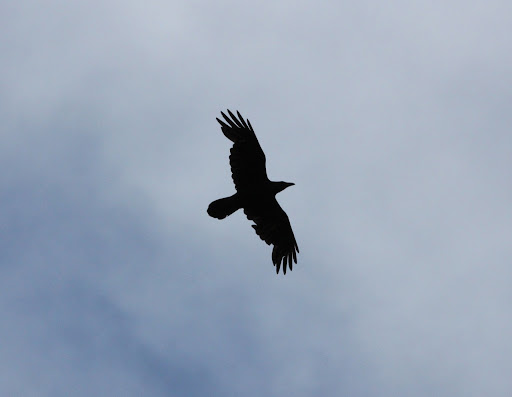 Common Ravens were numerous