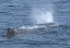 Sperm whale