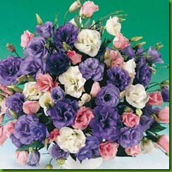 Lisianthus